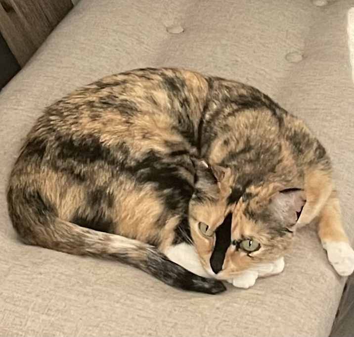 Photo of Penny