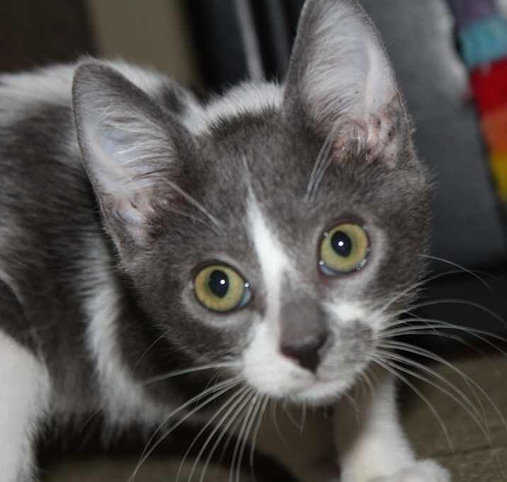 Photo of Patches