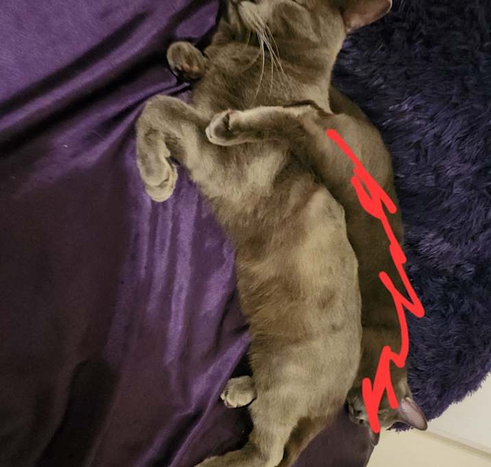 Photo of Misty