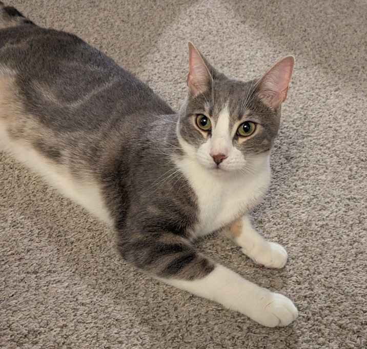 Photo of Pickles