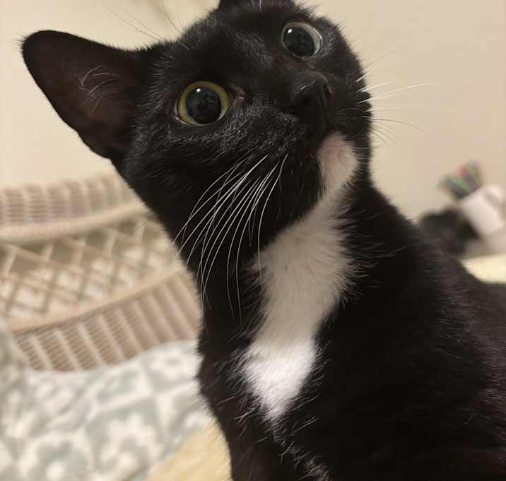 Photo of Zelda