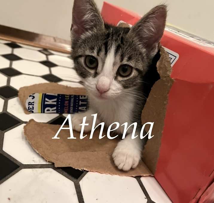 Photo of Athena