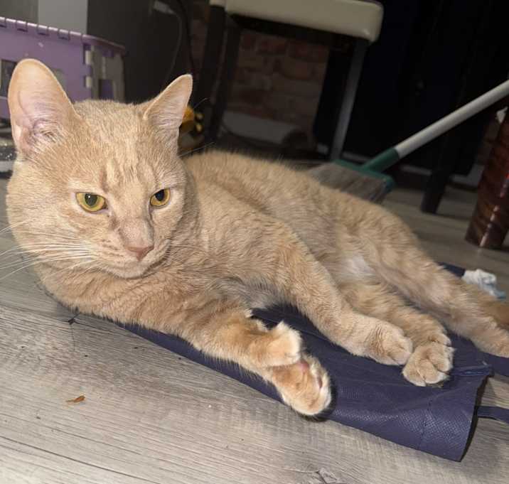 Photo of Kaptain Kitty