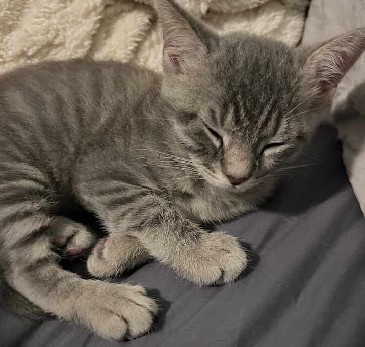 Photo of Scrappy