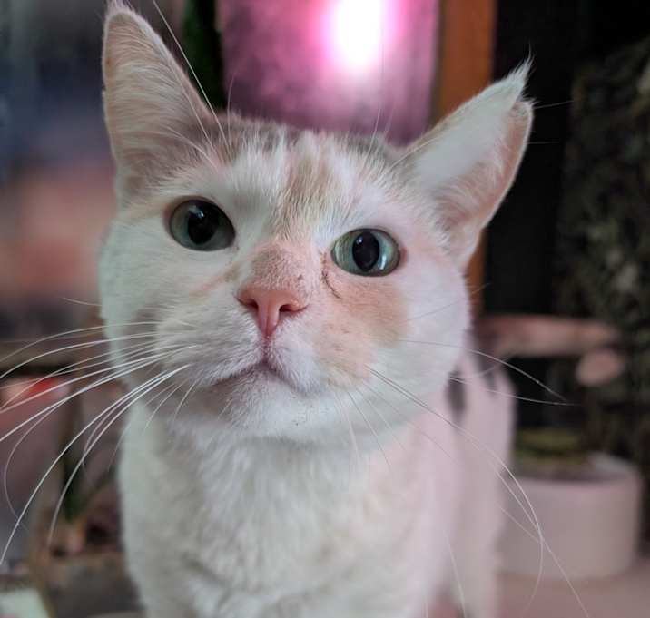 Photo of Muppet
