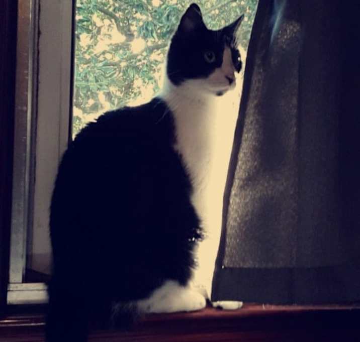 Photo of Marzipan