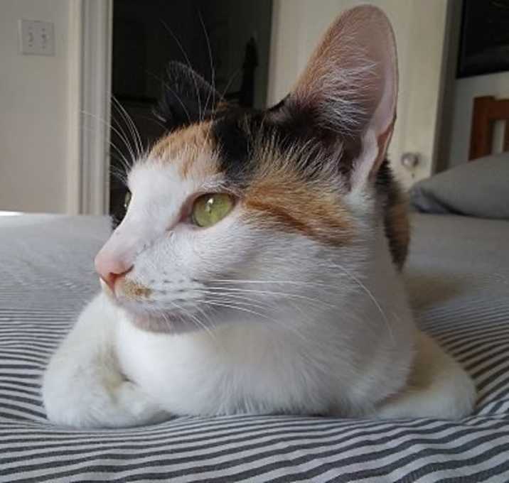 Photo of Lily