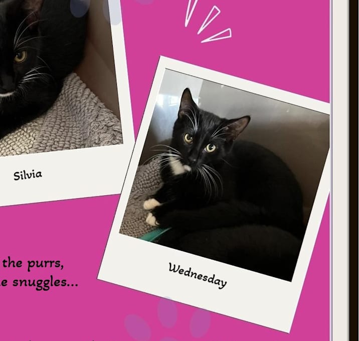 Photo of Silvia & Wednesday
