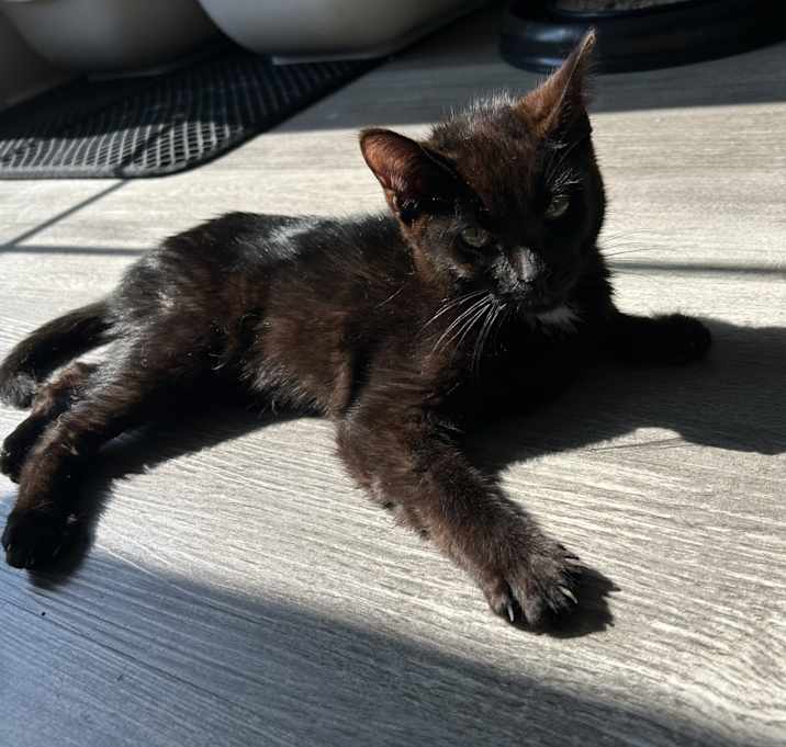 Photo of Coco Bean
