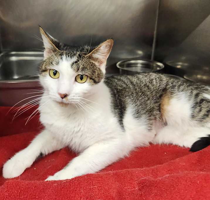 Photo of Calypso