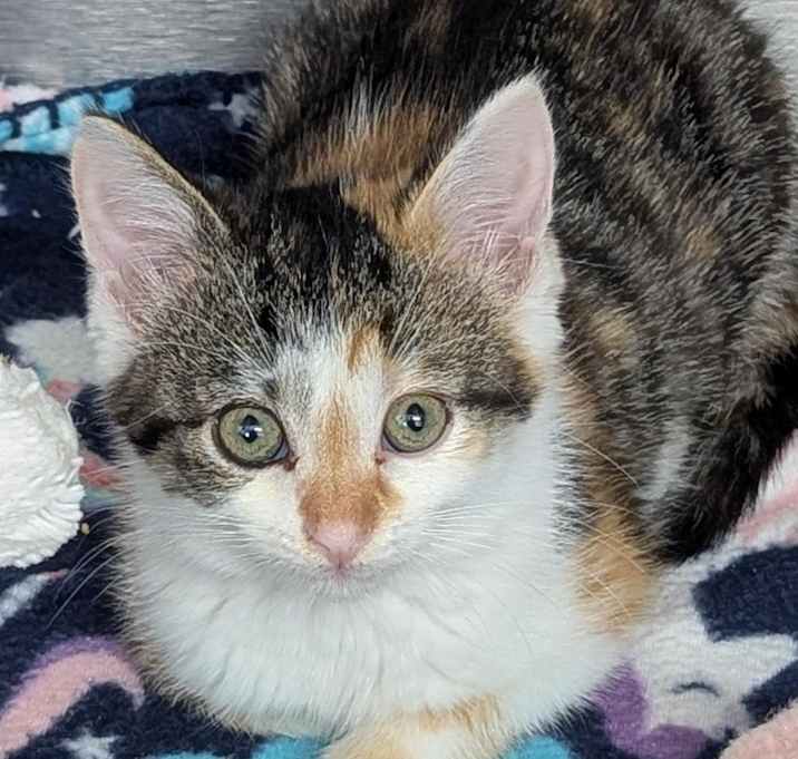 Photo of Calipso