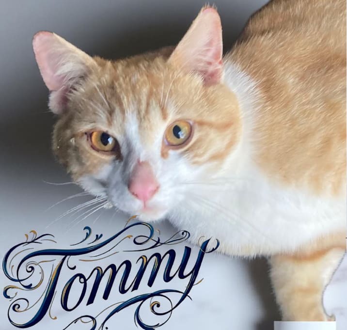 Photo of Tommy