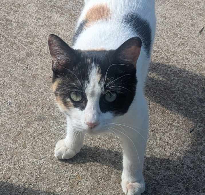 Photo of Juniper