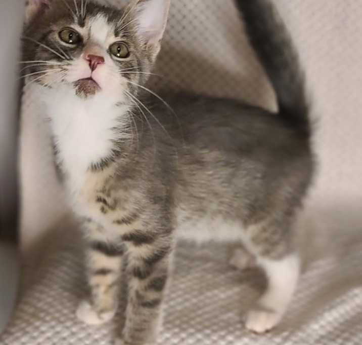Photo of Rascal