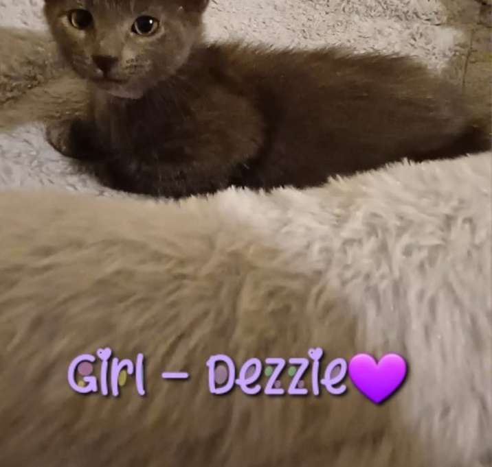 Photo of Dezzie