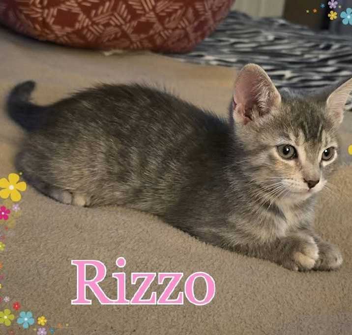 Photo of Rizzo
