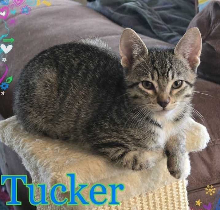 Photo of Tucker