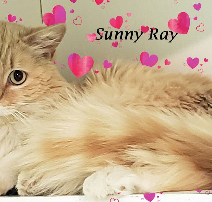 Photo of SUNNY RAY