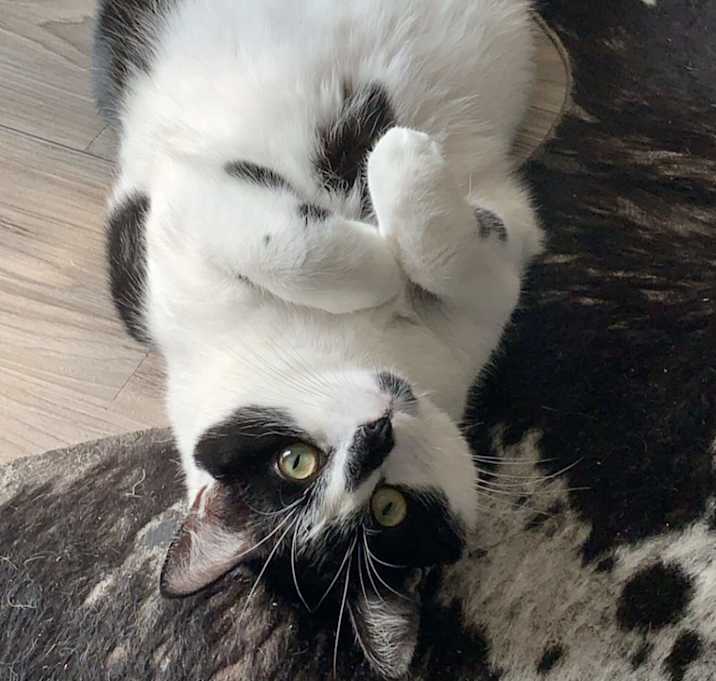 Photo of Chicken Nugget