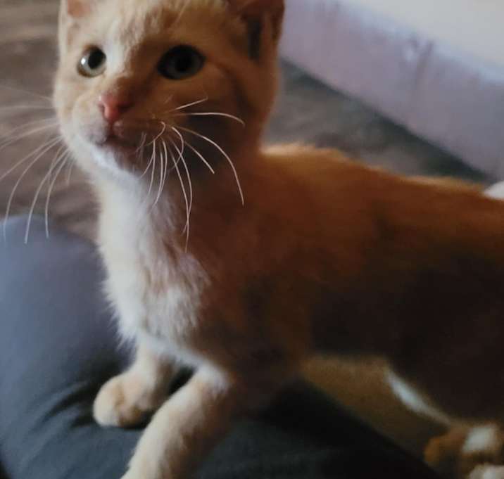 Photo of Oliver