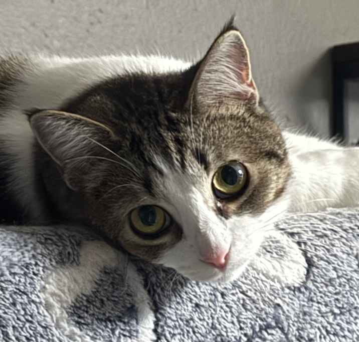 Photo of Coy