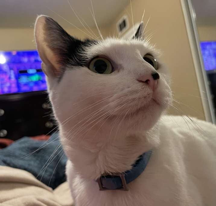 Photo of Luna