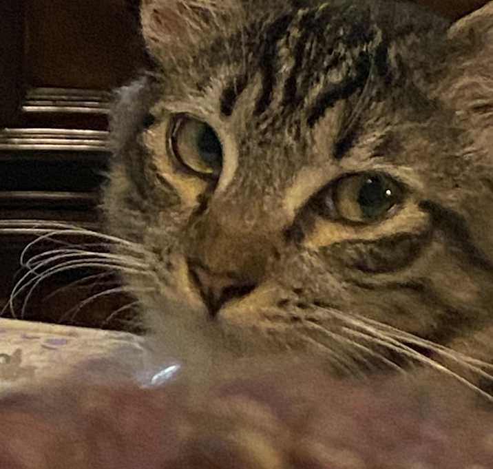 Photo of Lola