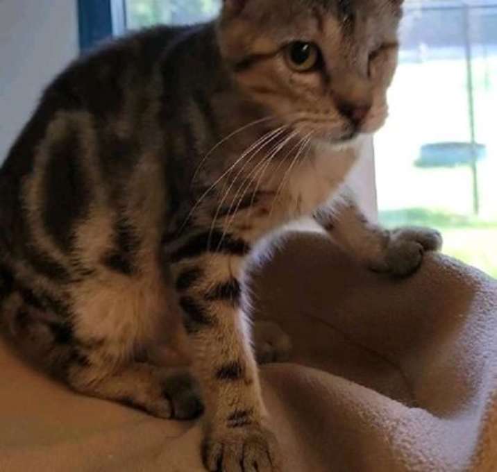 Photo of Pirate