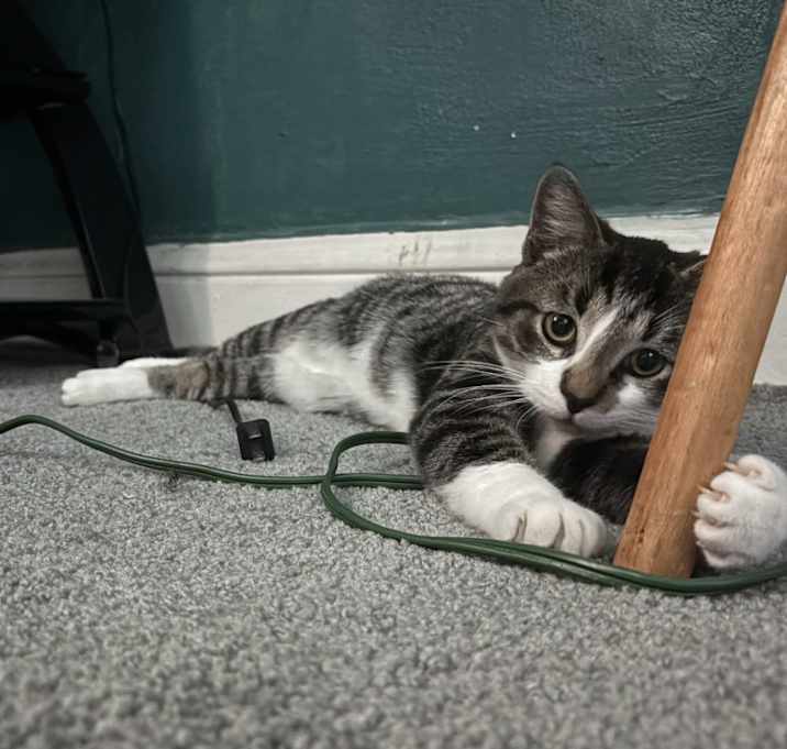 Photo of Marley