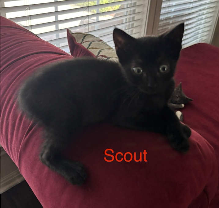 Photo of Scout