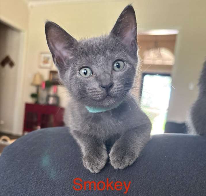 Photo of Smokey