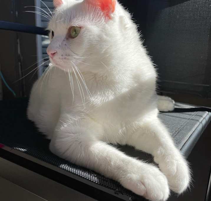 Photo of Smurfy