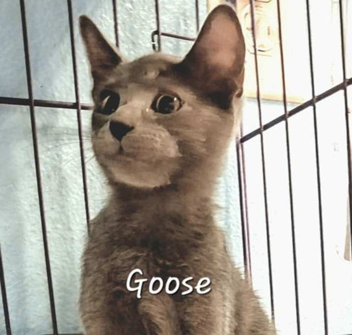 Photo of Goose #whiskered-sidekick