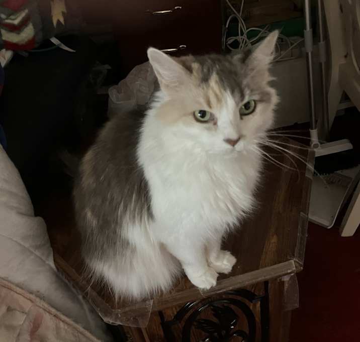 Photo of Annie