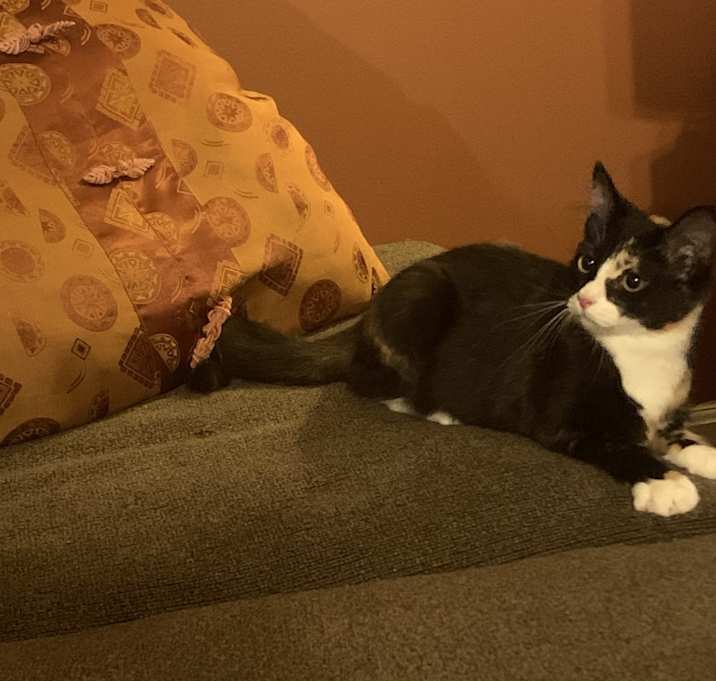 Photo of Peanut
