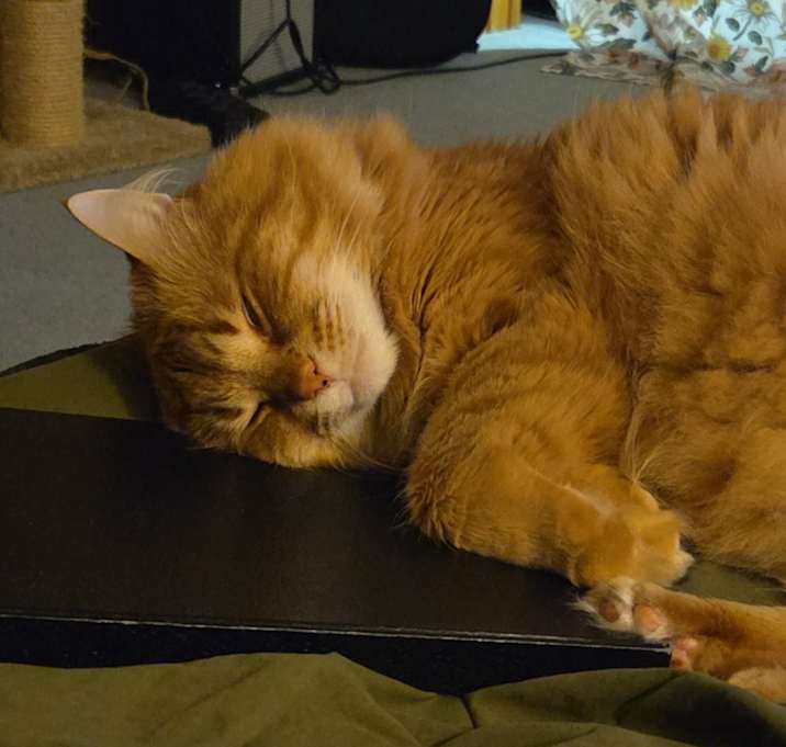 Photo of Gally