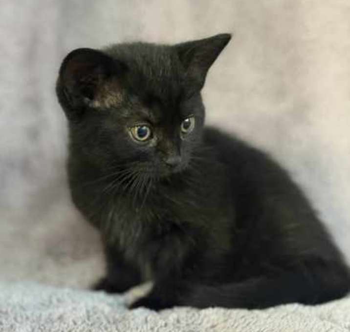 Photo of Willow
