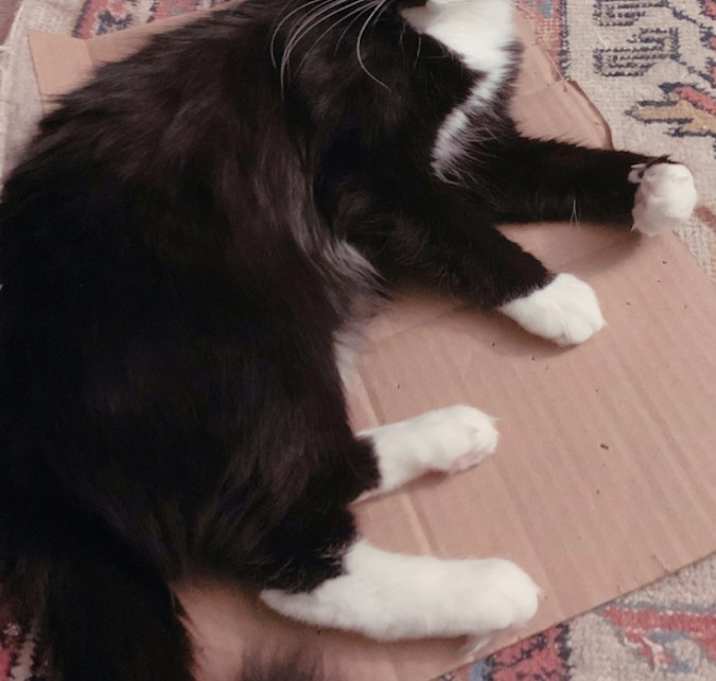 Photo of Violet