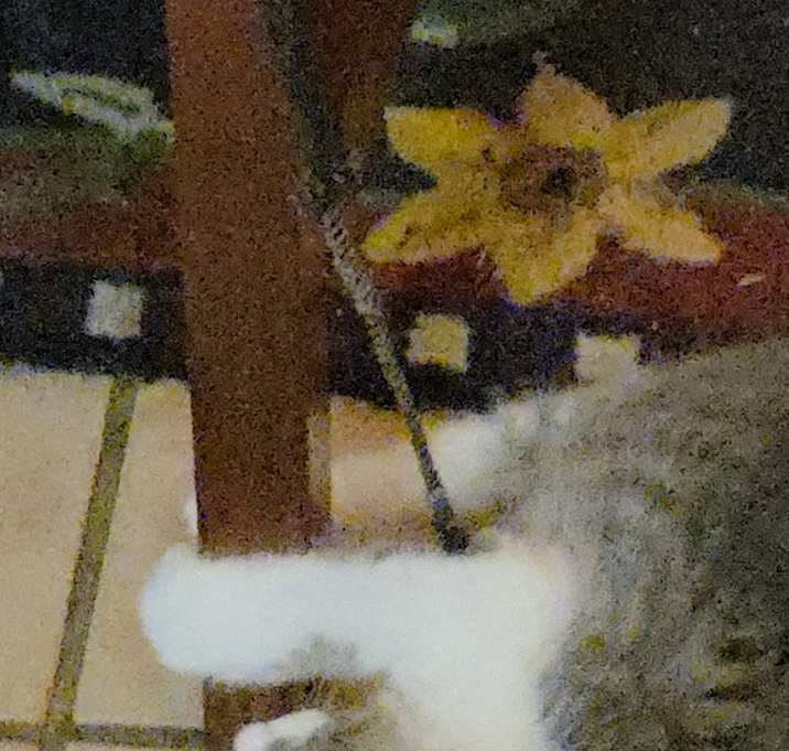 Photo of kitty