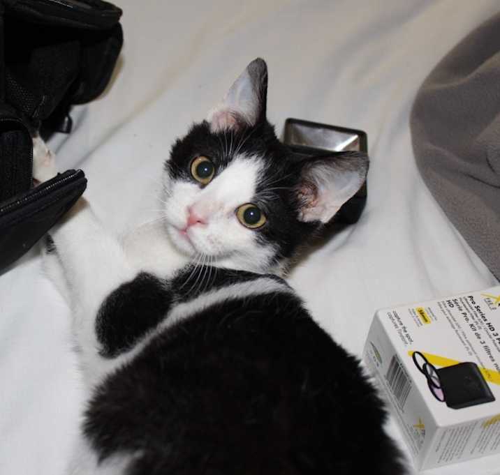 Photo of Koda