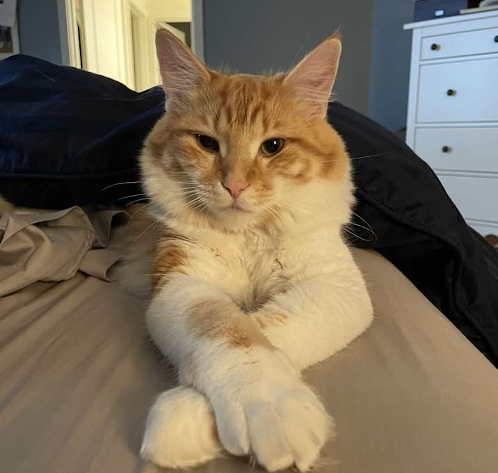 Photo of Blaze