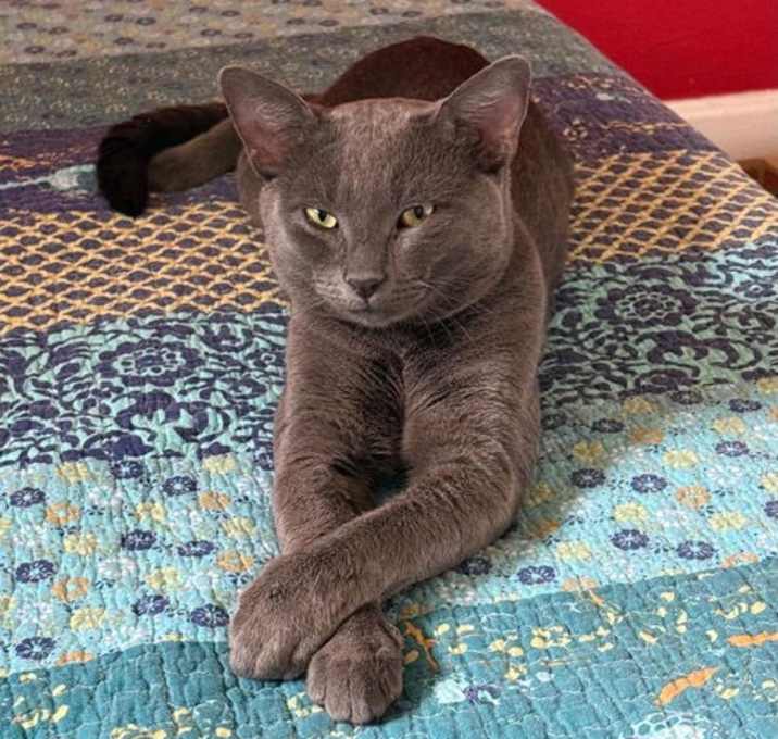 Photo of Bluey