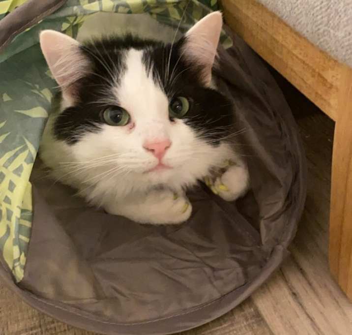 Photo of Tobie