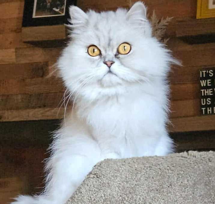 Photo of Luna