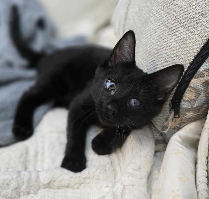 Photo of Persephone