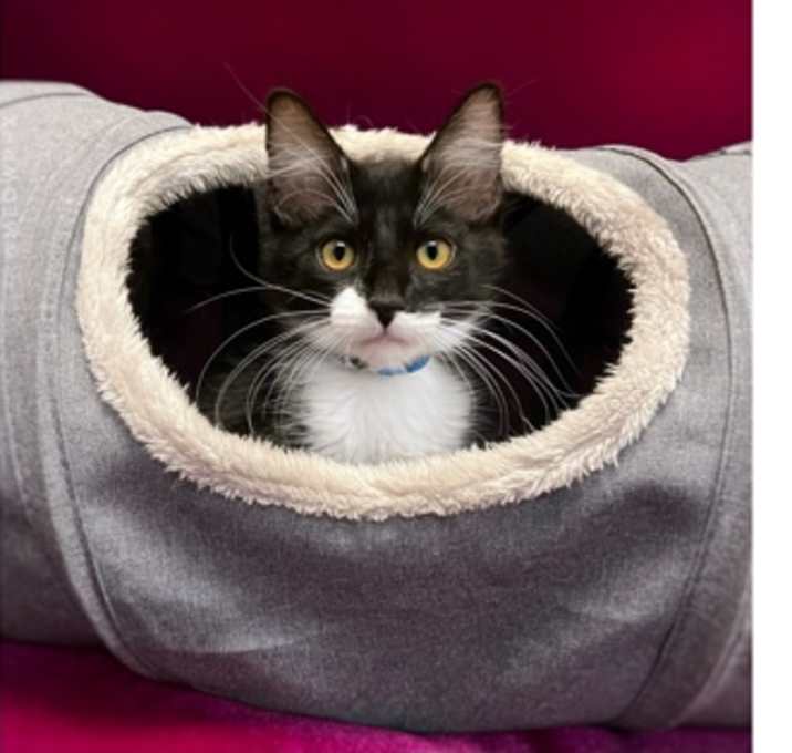 Photo of Oreo
