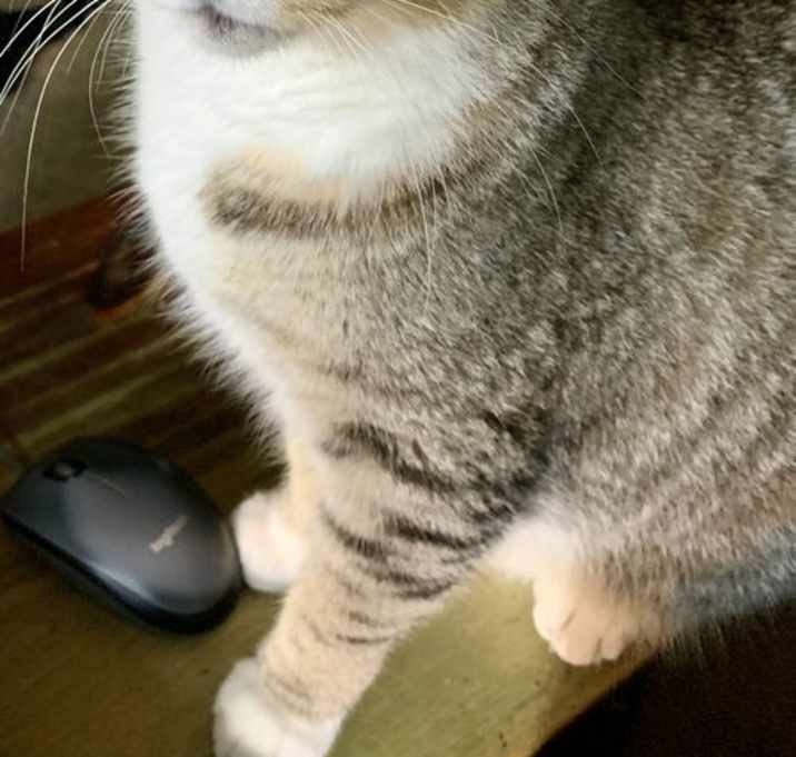 Photo of Dewey