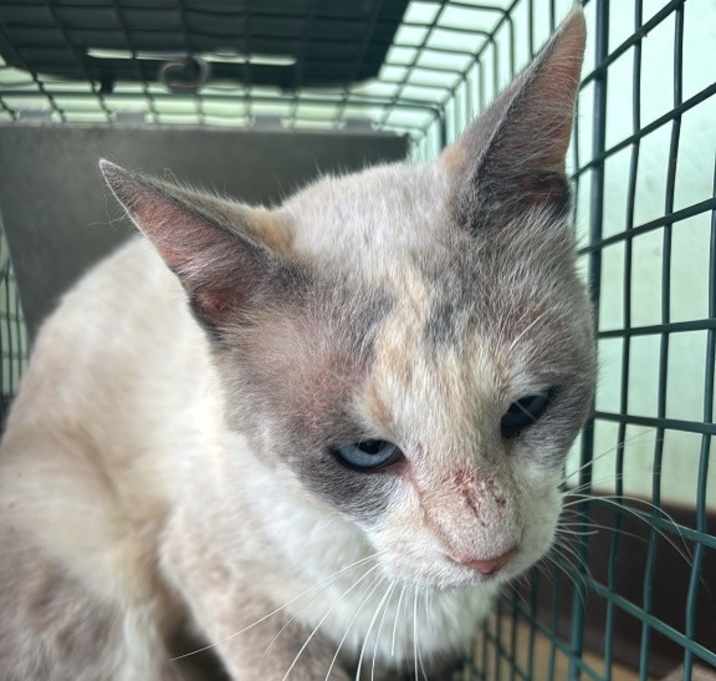 Photo of Kortz Feral 1