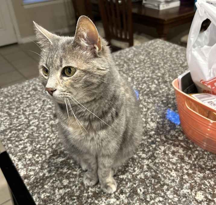 Photo of Grayce