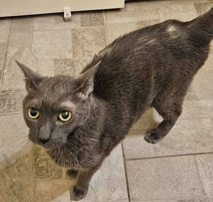 Photo of Stitch